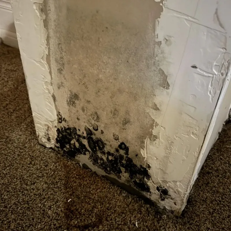 Professional Mold Removal in Bellingham, WA